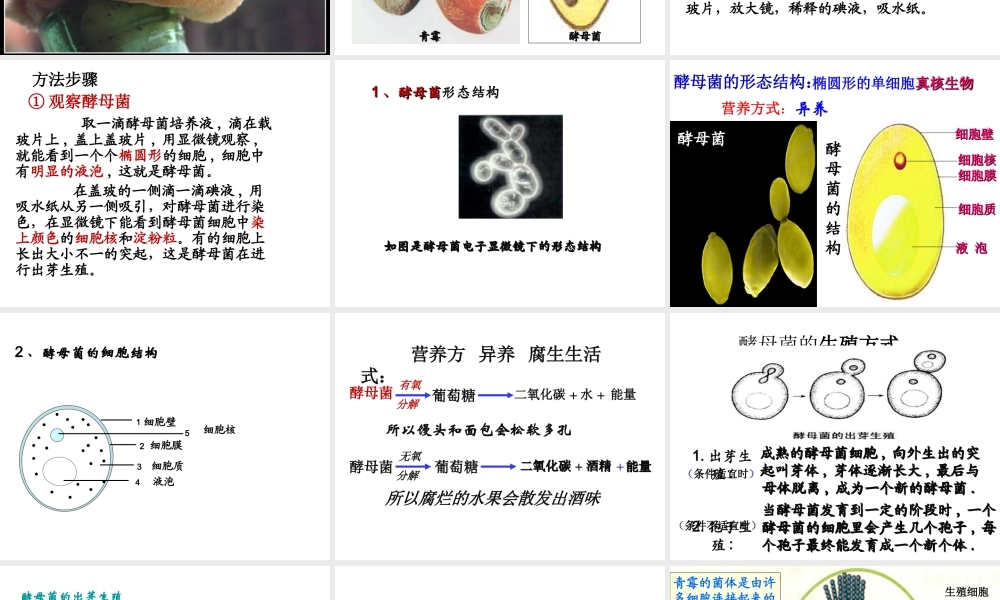 八年级生物上册 5.4.3《真菌》课件1 （新版）新人教版-（新版）新人教级上册生物课件