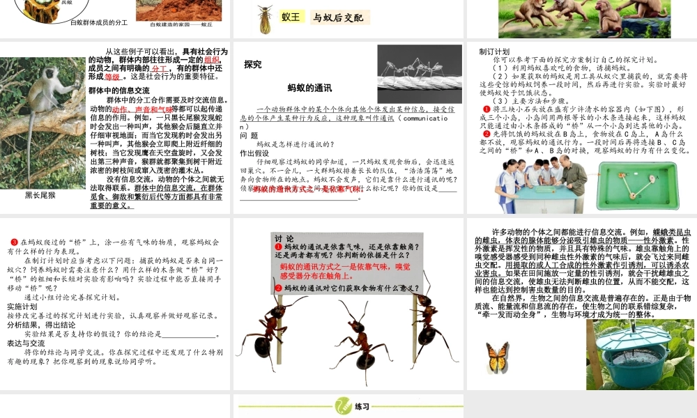 八年级生物上册 5.2.3  社会行为课件 （新版）新人教版-（新版）新人教级上册生物课件