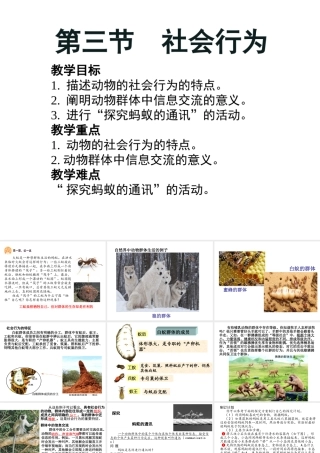 八年级生物上册 5.2.3  社会行为课件 （新版）新人教版-（新版）新人教级上册生物课件
