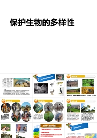 八年级生物上册 6.3 保护生物的多样性课件 （新版）新人教版-（新版）新人教级上册生物课件