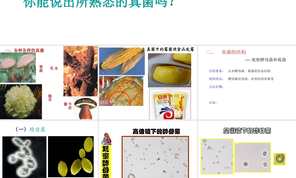 八年级生物上册 5.4.3《真菌》课件2 （新版）新人教版-（新版）新人教版初中八年级上册生物课件
