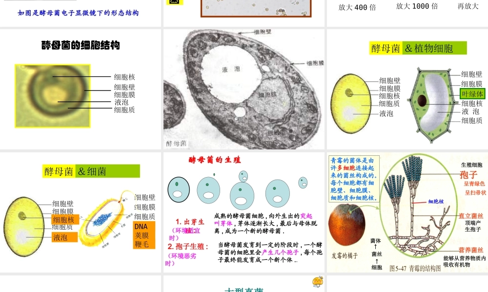 八年级生物上册 5.4.3《真菌》课件2 （新版）新人教版-（新版）新人教版初中八年级上册生物课件