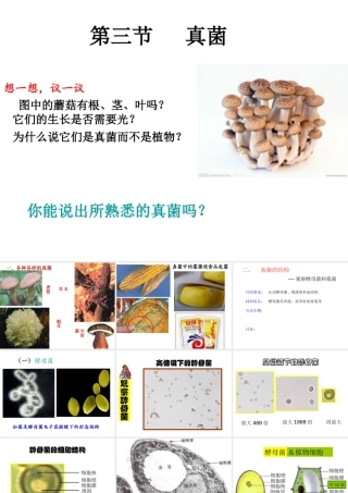 八年级生物上册 5.4.3《真菌》课件2 （新版）新人教版-（新版）新人教版初中八年级上册生物课件