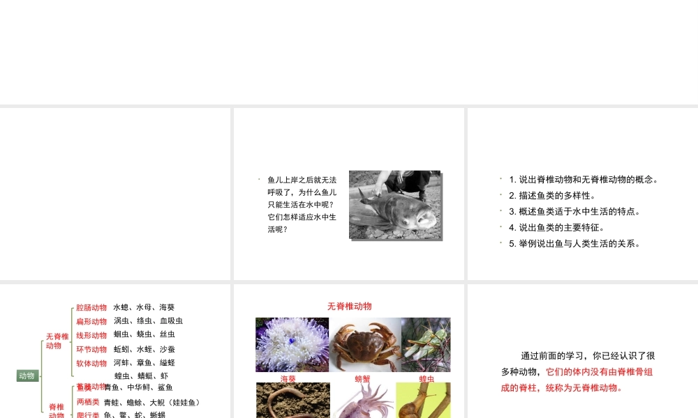 八年级生物上册 5.1.4 鱼教学课件2 （新版）新人教版-（新版）新人教级上册生物课件