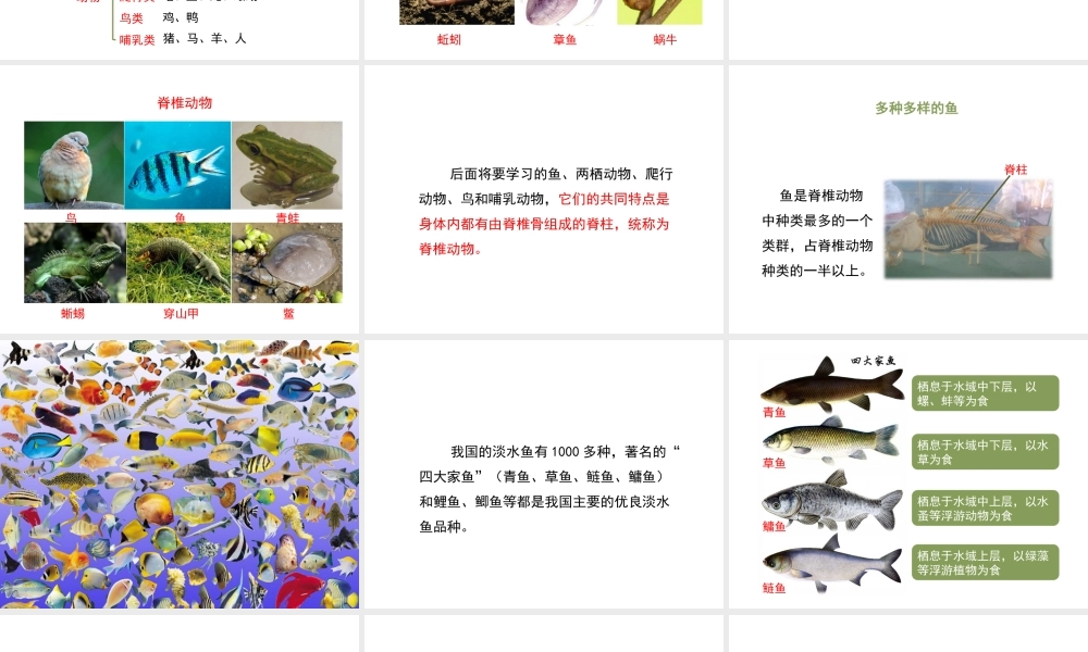 八年级生物上册 5.1.4 鱼教学课件2 （新版）新人教版-（新版）新人教级上册生物课件