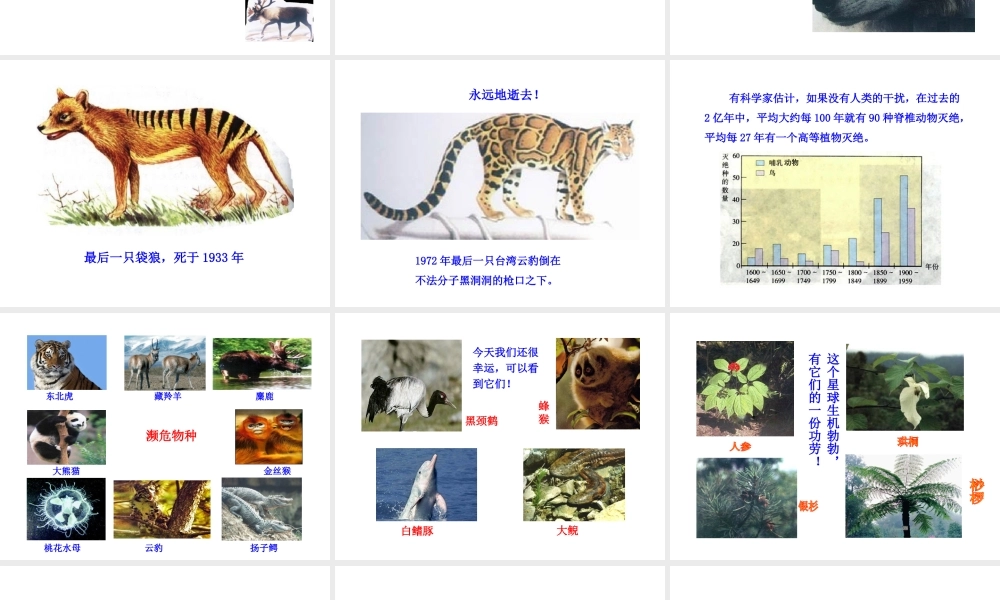 八年级生物上册 6.3 保护生物的多样性课件 （新版）新人教版