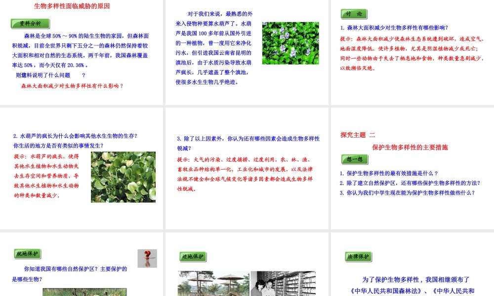 八年级生物上册 6.3 保护生物的多样性课件 （新版）新人教版