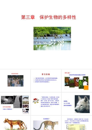 八年级生物上册 6.3 保护生物的多样性课件 （新版）新人教版