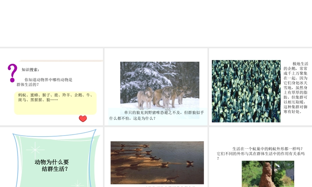 八年级生物上册 5.2.3 社会行为教学课件 （新版）新人教版-（新版）新人教级上册生物课件