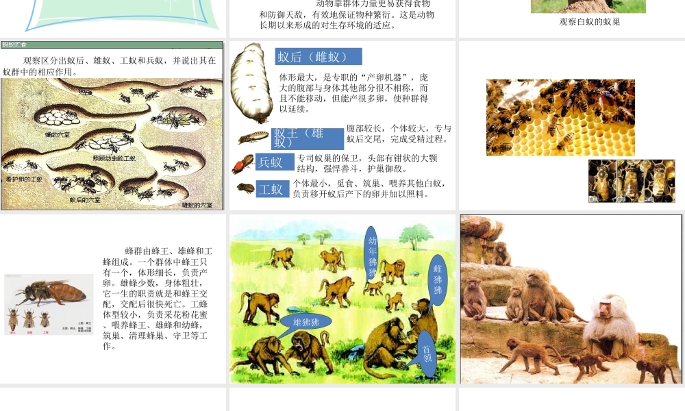 八年级生物上册 5.2.3 社会行为教学课件 （新版）新人教版-（新版）新人教级上册生物课件