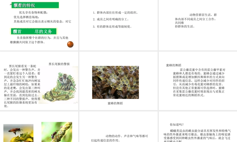 八年级生物上册 5.2.3 社会行为教学课件 （新版）新人教版-（新版）新人教级上册生物课件