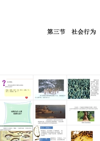八年级生物上册 5.2.3 社会行为教学课件 （新版）新人教版-（新版）新人教级上册生物课件