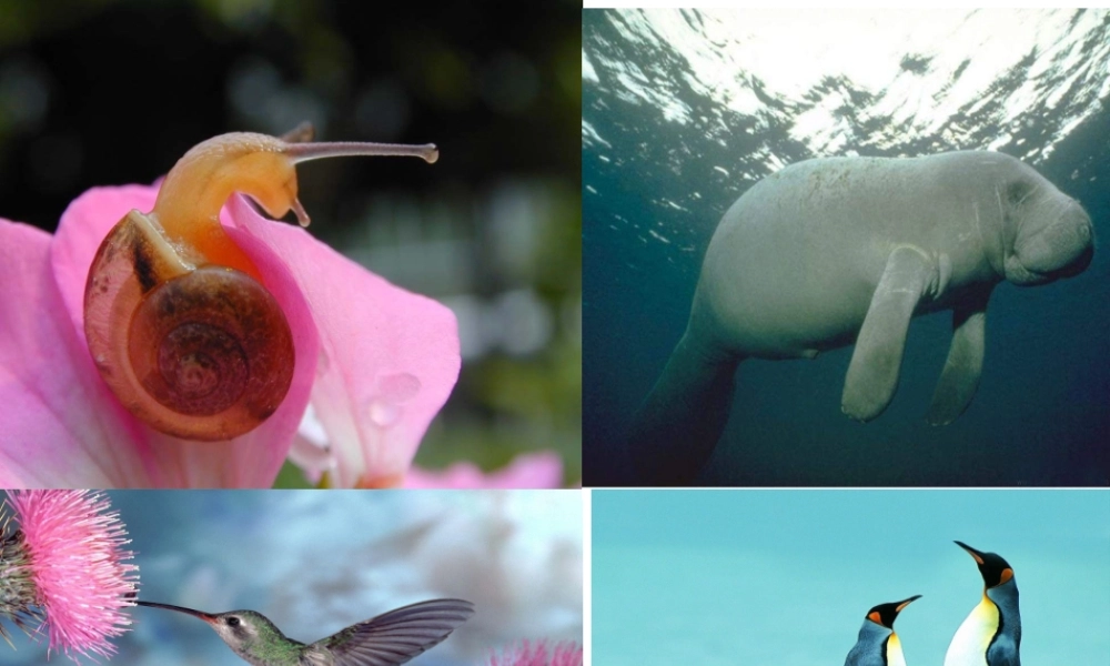 八年级生物上册 5.1.4 鱼课件 （新版）新人教版-（新版）新人教版初中八年级上册生物课件