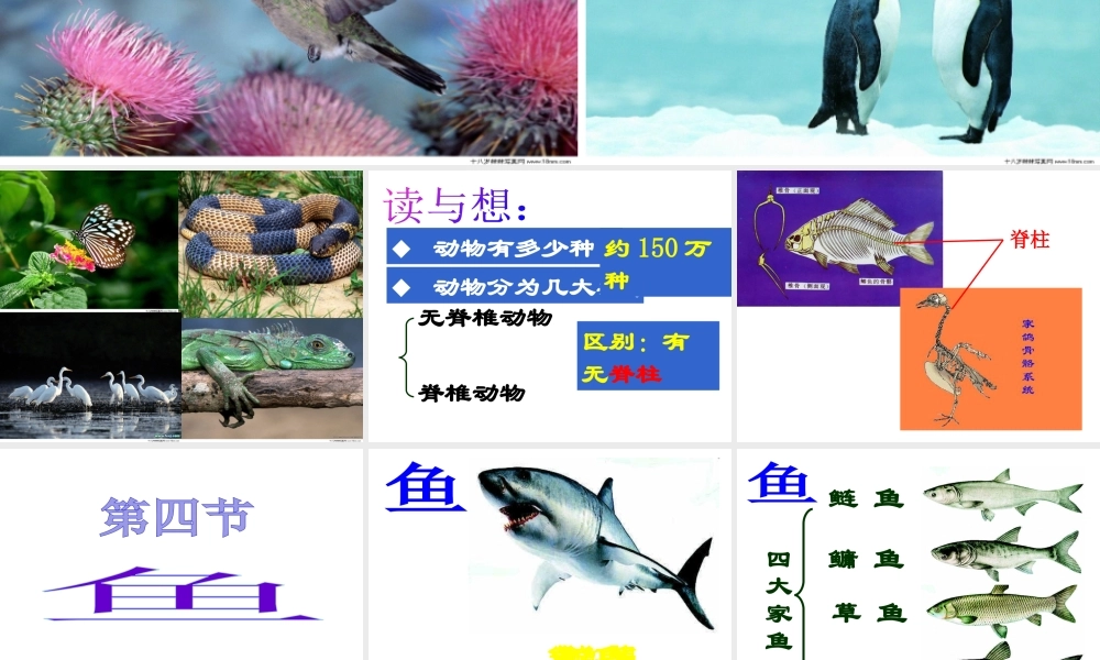 八年级生物上册 5.1.4 鱼课件 （新版）新人教版-（新版）新人教版初中八年级上册生物课件