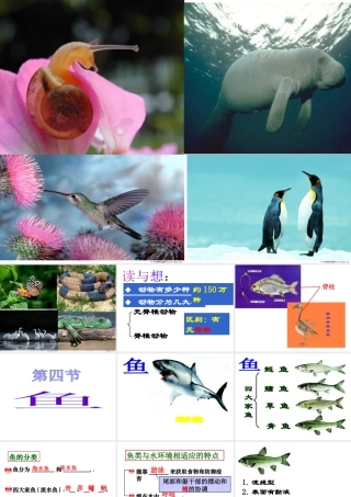 八年级生物上册 5.1.4 鱼课件 （新版）新人教版-（新版）新人教版初中八年级上册生物课件