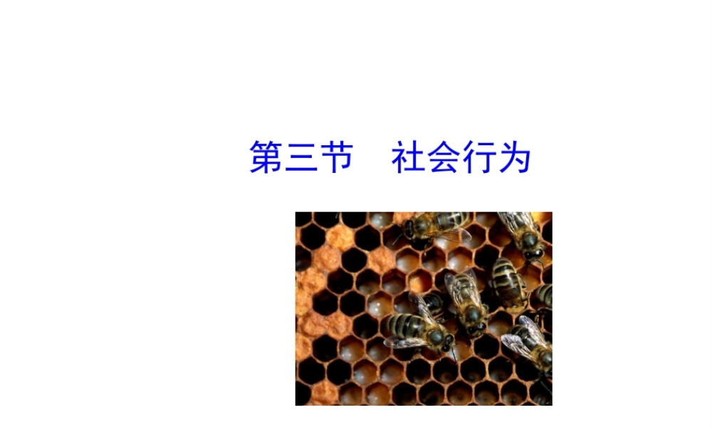 八年级生物上册 5.2.3 社会行为课件 （新版）新人教版-（新版）新人教版初中八年级上册生物课件