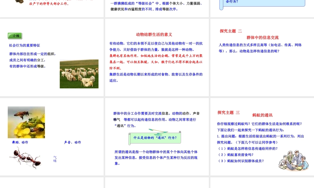 八年级生物上册 5.2.3 社会行为课件 （新版）新人教版-（新版）新人教版初中八年级上册生物课件