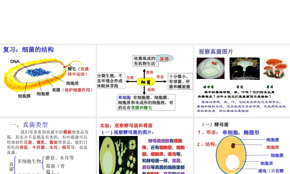 八年级生物上册 5.4.3《真菌》课件3 （新版）新人教版-（新版）新人教版初中八年级上册生物课件