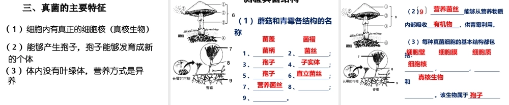 八年级生物上册 5.4.3《真菌》课件3 （新版）新人教版-（新版）新人教版初中八年级上册生物课件