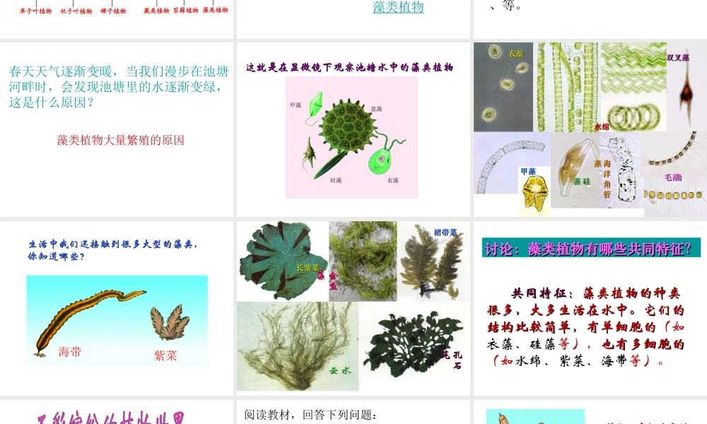 八年级生物上册 第14章 第1节 五彩缤纷的植物世界课件 （新版）苏教版-（新版）苏教版初中八年级上册生物课件