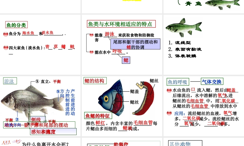 八年级生物上册 5.1.4 鱼课件 （新版）新人教版-（新版）新人教级上册生物课件