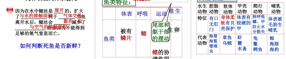 八年级生物上册 5.1.4 鱼课件 （新版）新人教版-（新版）新人教级上册生物课件