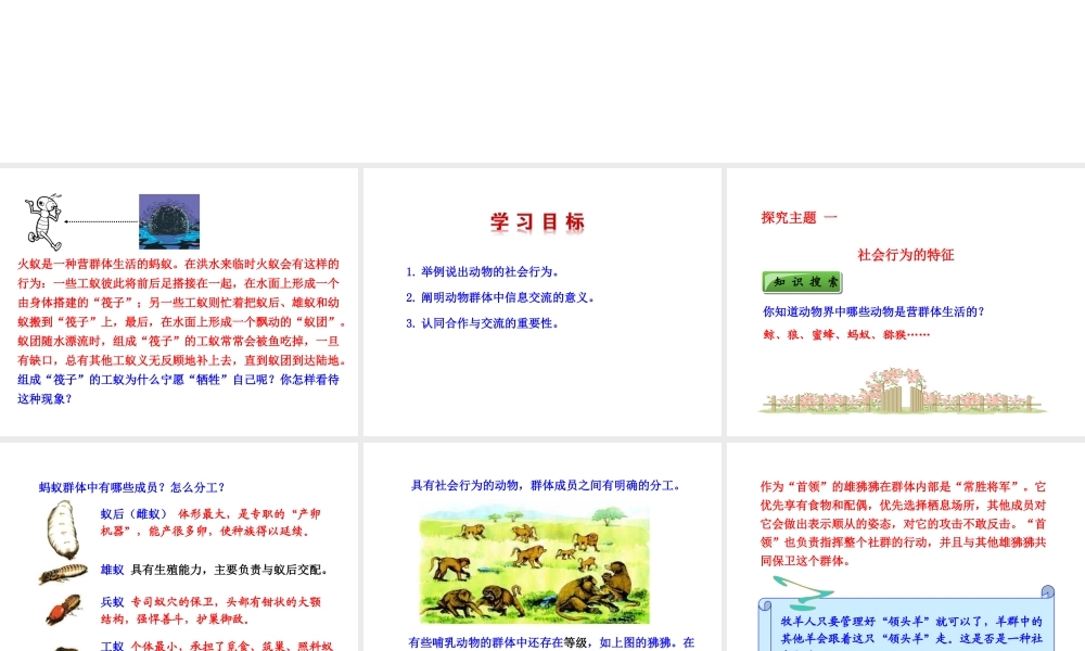 八年级生物上册 5.2.3 社会行为课件 （新版）新人教版-（新版）新人教级上册生物课件