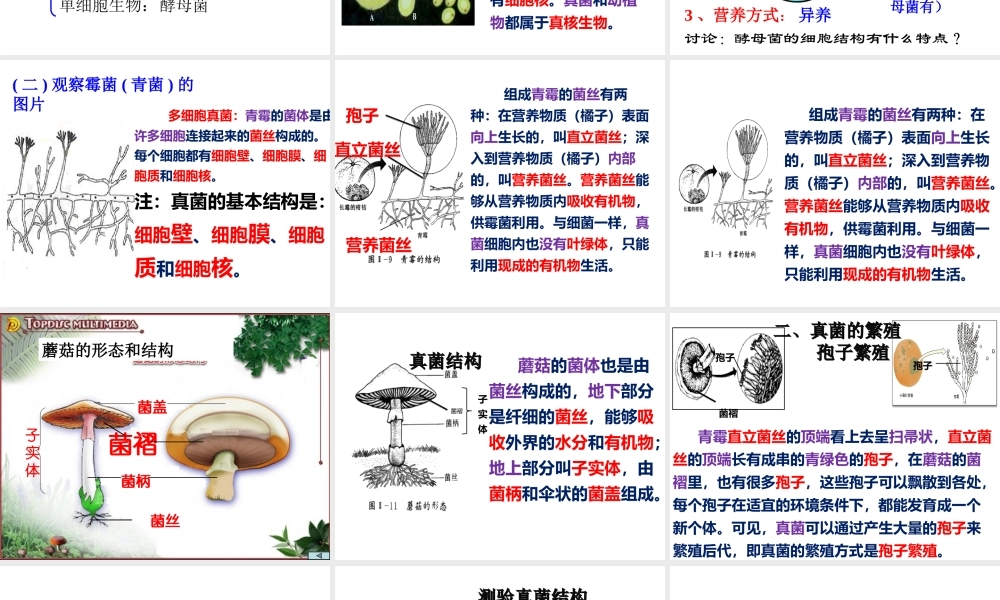 八年级生物上册 5.4.3《真菌》课件3 （新版）新人教版-（新版）新人教级上册生物课件