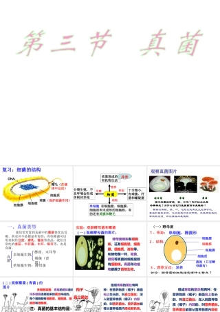 八年级生物上册 5.4.3《真菌》课件3 （新版）新人教版-（新版）新人教级上册生物课件
