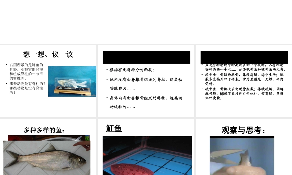 八年级生物上册 5.1.4 鱼课件 （新版）新人教版