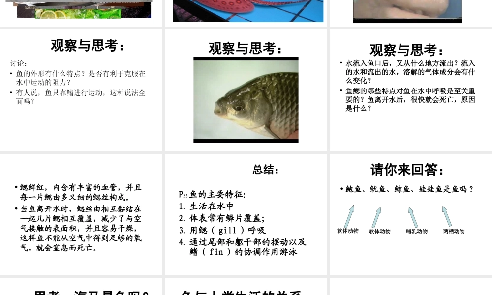 八年级生物上册 5.1.4 鱼课件 （新版）新人教版