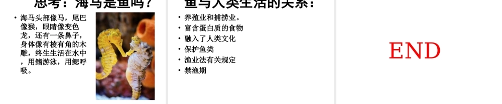 八年级生物上册 5.1.4 鱼课件 （新版）新人教版