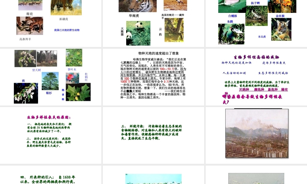 八年级生物上册 6.3 保护生物的多样性课件 新人教版-新人教版初中八年级上册生物课件