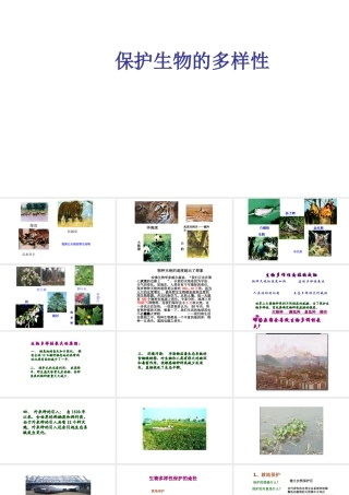 八年级生物上册 6.3 保护生物的多样性课件 新人教版-新人教版初中八年级上册生物课件