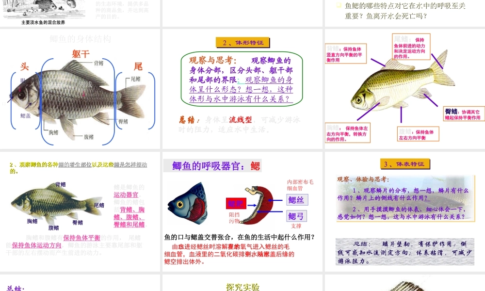 八年级生物上册 5.1.4 鱼课件1 （新版）新人教版-（新版）新人教版初中八年级上册生物课件