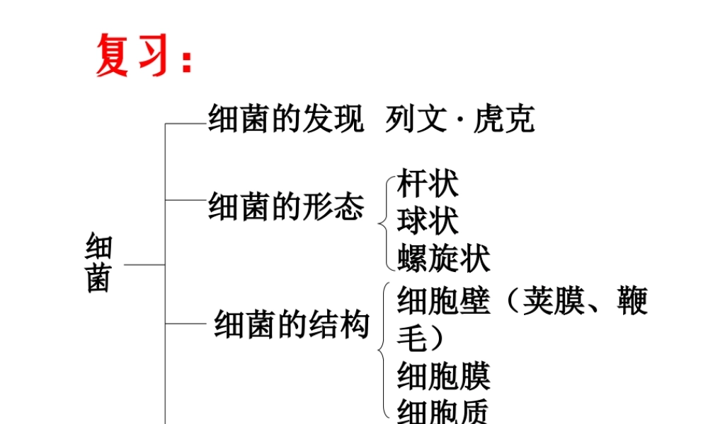 八年级生物上册 5.4.3《真菌》课件4 （新版）新人教版-（新版）新人教版初中八年级上册生物课件