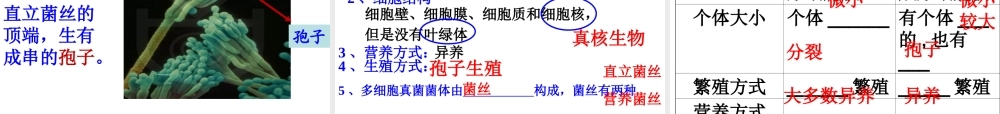 八年级生物上册 5.4.3《真菌》课件4 （新版）新人教版-（新版）新人教版初中八年级上册生物课件