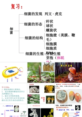 八年级生物上册 5.4.3《真菌》课件4 （新版）新人教版-（新版）新人教版初中八年级上册生物课件