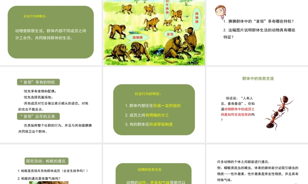 八年级生物上册 5.2.3 社会行为课件1 （新版）新人教版-（新版）新人教版初中八年级上册生物课件