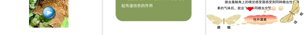 八年级生物上册 5.2.3 社会行为课件1 （新版）新人教版-（新版）新人教版初中八年级上册生物课件