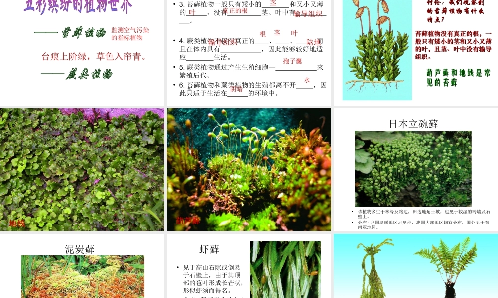 八年级生物上册 第14章 第1节 五彩缤纷的植物世界课件 （新版）苏教版-（新版）苏教级上册生物课件