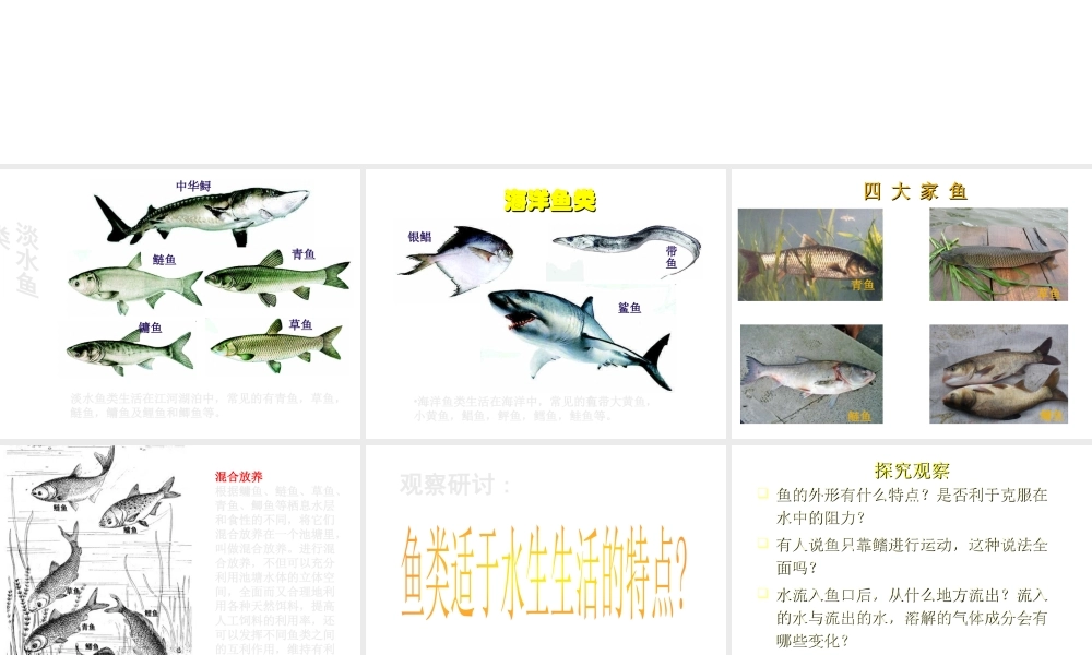 八年级生物上册 5.1.4 鱼课件1 （新版）新人教版-（新版）新人教级上册生物课件