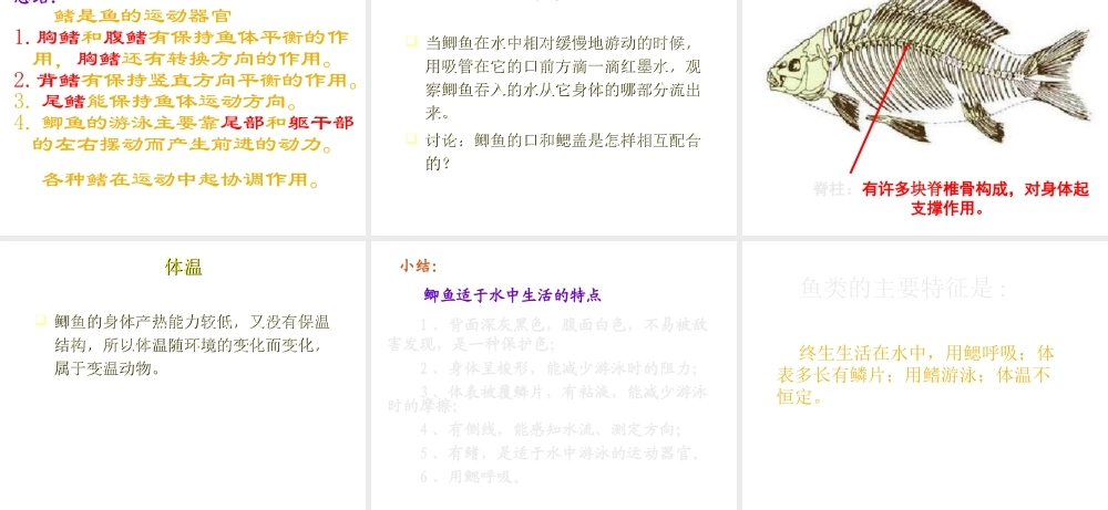 八年级生物上册 5.1.4 鱼课件1 （新版）新人教版-（新版）新人教级上册生物课件
