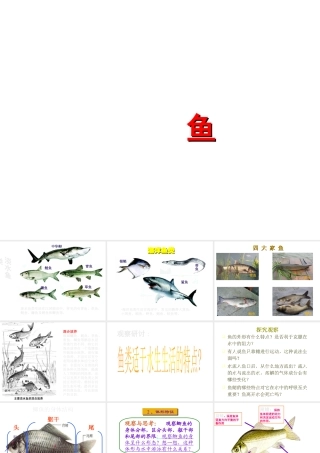 八年级生物上册 5.1.4 鱼课件1 （新版）新人教版-（新版）新人教级上册生物课件