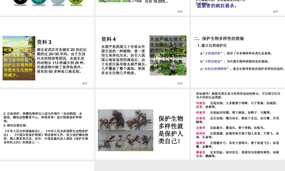 八年级生物上册 6.3 保护生物的多样性课件1 （新版）新人教版