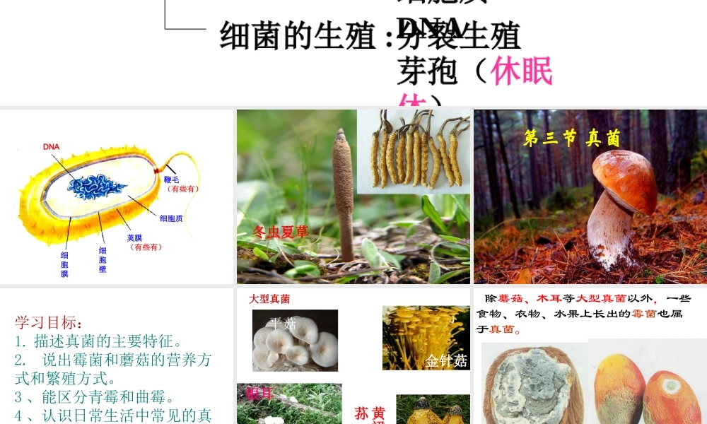 八年级生物上册 5.4.3《真菌》课件4 （新版）新人教版-（新版）新人教级上册生物课件