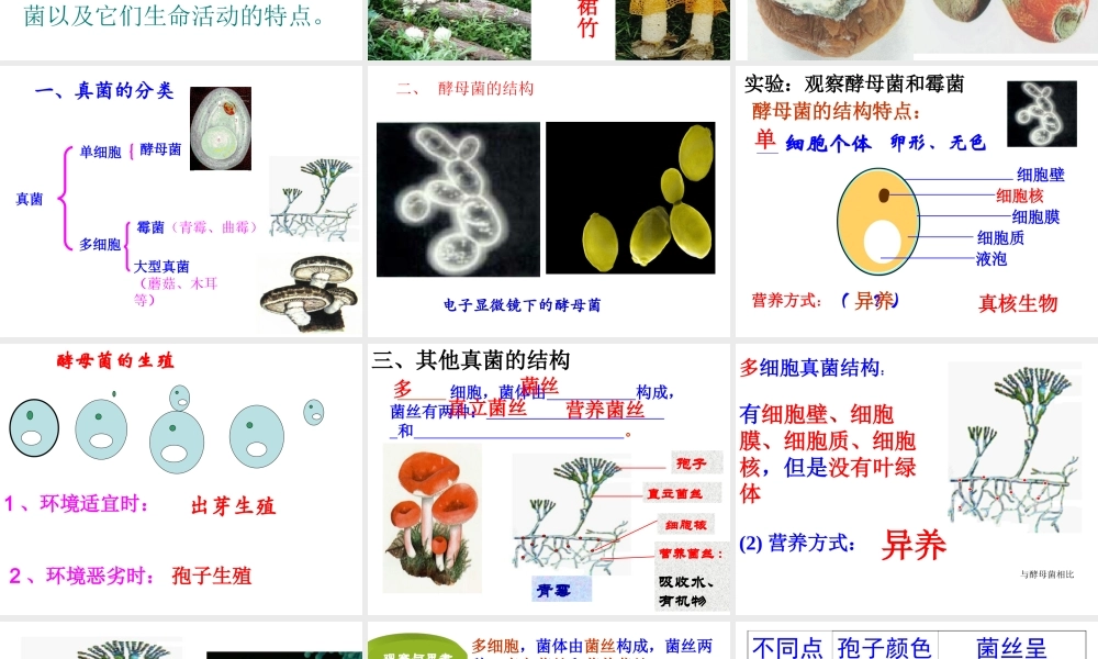八年级生物上册 5.4.3《真菌》课件4 （新版）新人教版-（新版）新人教级上册生物课件