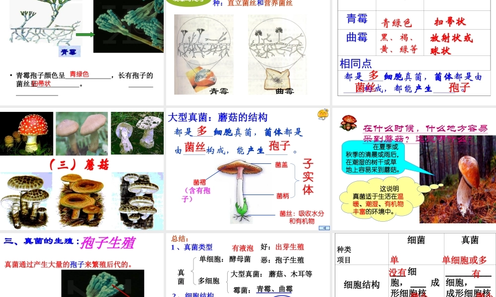 八年级生物上册 5.4.3《真菌》课件4 （新版）新人教版-（新版）新人教级上册生物课件