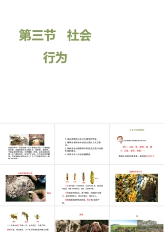 八年级生物上册 5.2.3 社会行为课件1 （新版）新人教版-（新版）新人教级上册生物课件