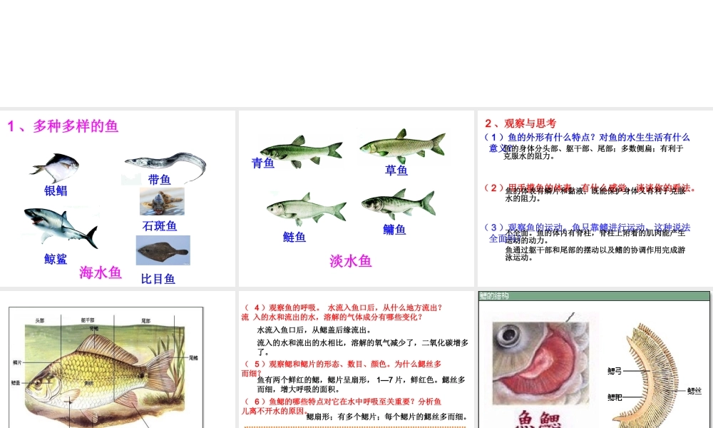 八年级生物上册 5.1.4 鱼课件2 （新版）新人教版-（新版）新人教版初中八年级上册生物课件